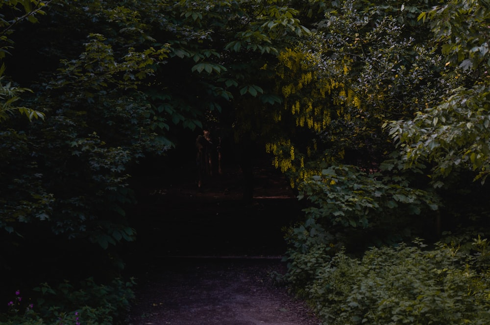 pathway surrounded with tall trees