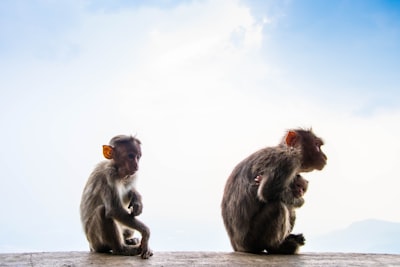 two monkeys monkey zoom background