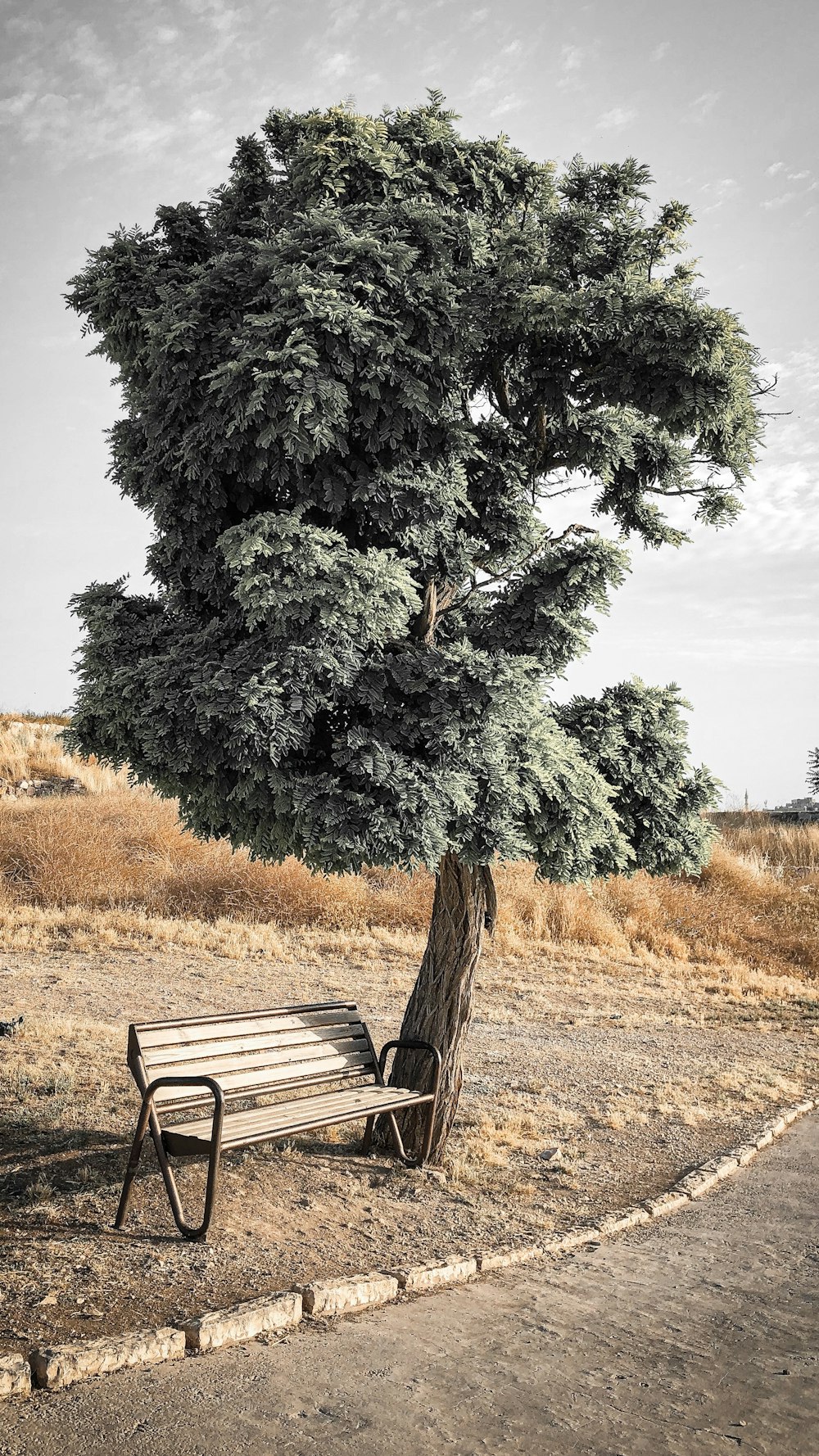 wood bench beside green tree