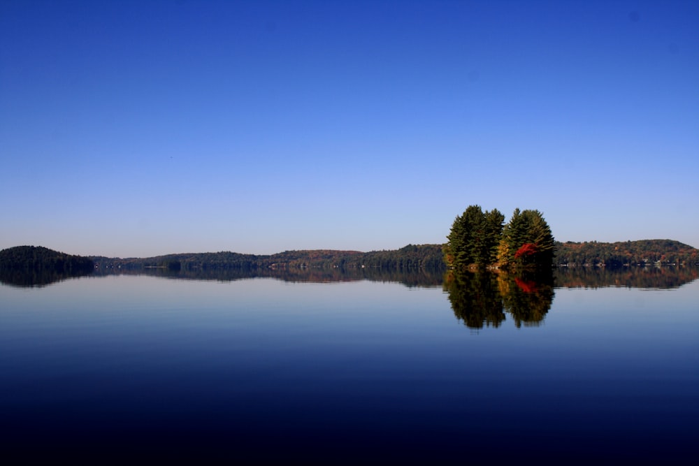 trees near calm water