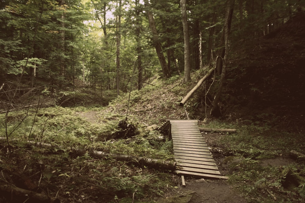 Puente de madera gris sobre el bosque