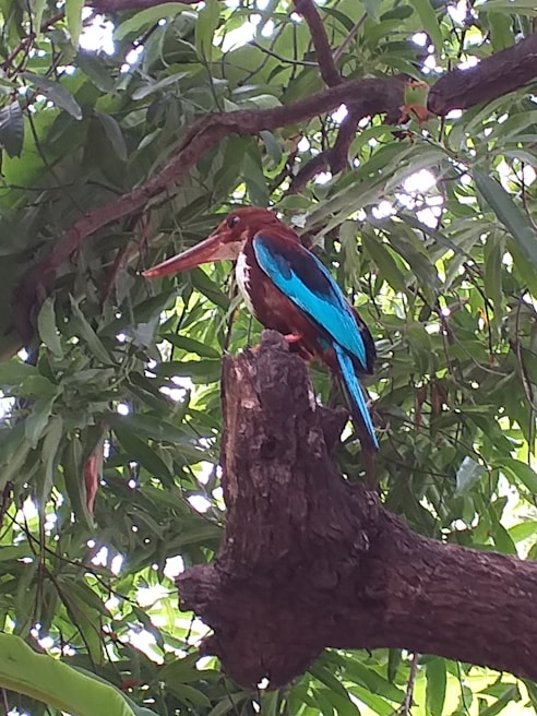 Close-up of a vibrant bird perched on a tree branch