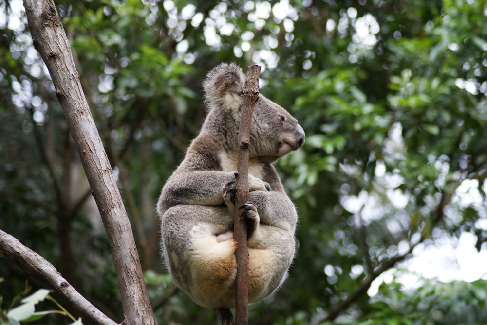 grey Koala on tree branch