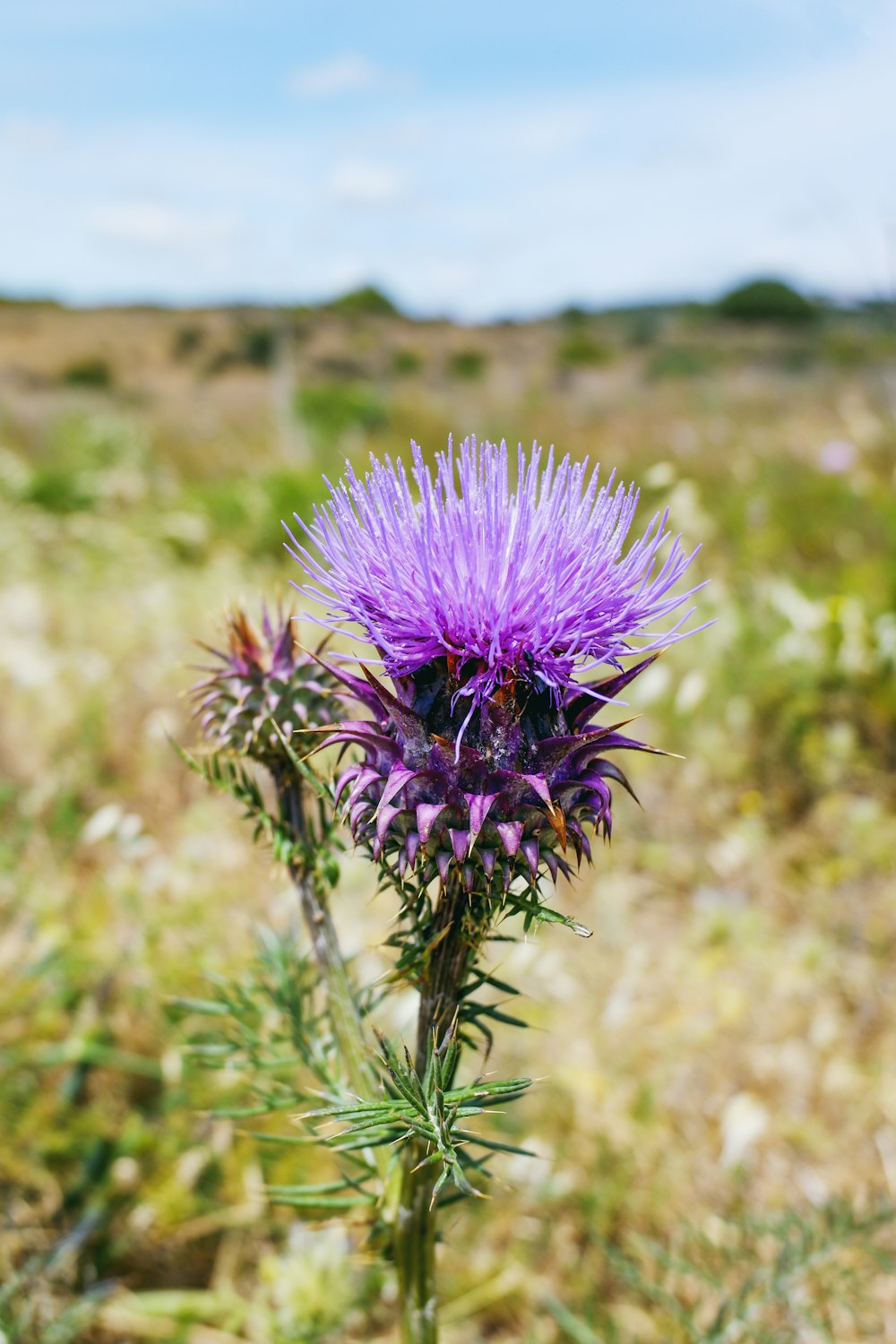 purple petaled flower