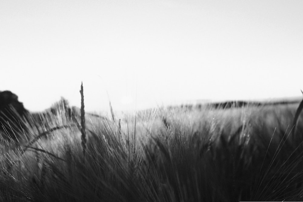 grey grasses