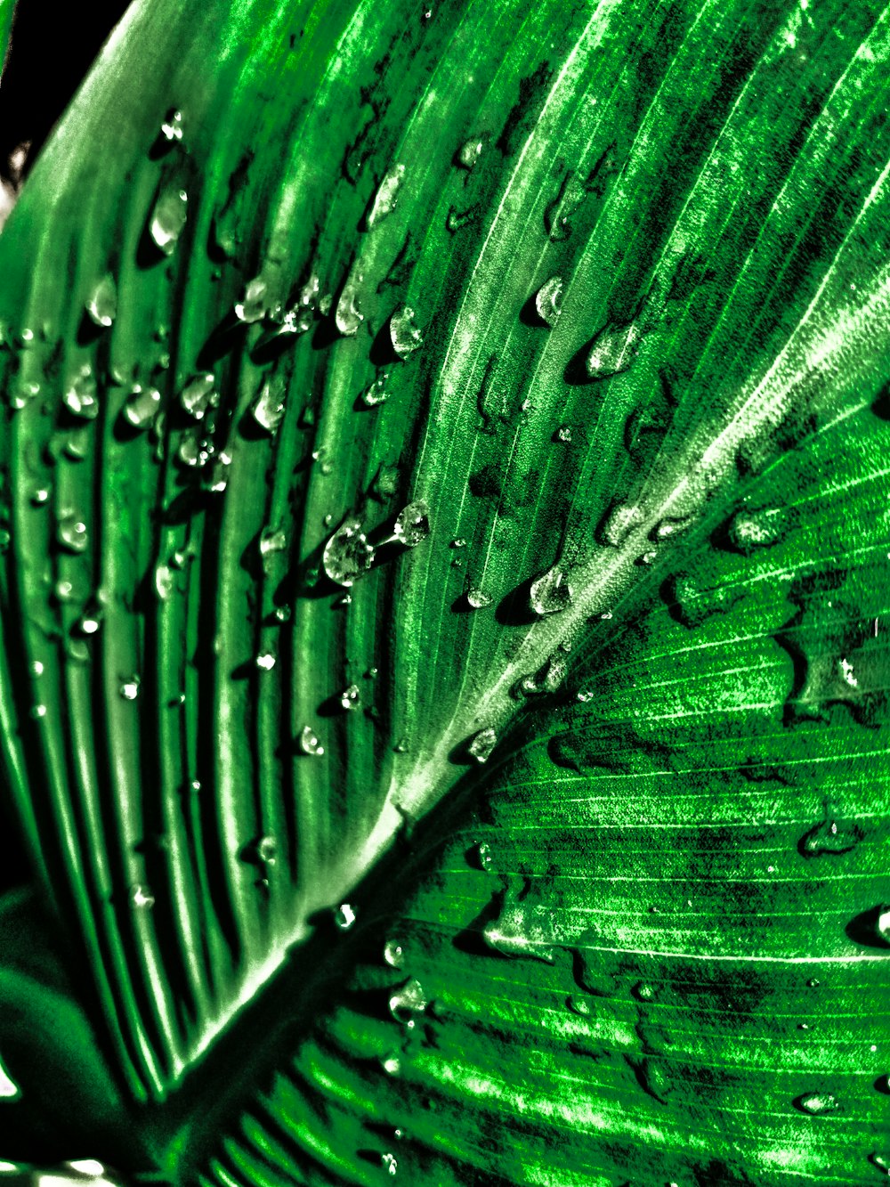 water drops in green leaf