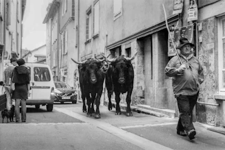 Luxury group enjoying a private bull run tour in Pamplona's historic streets