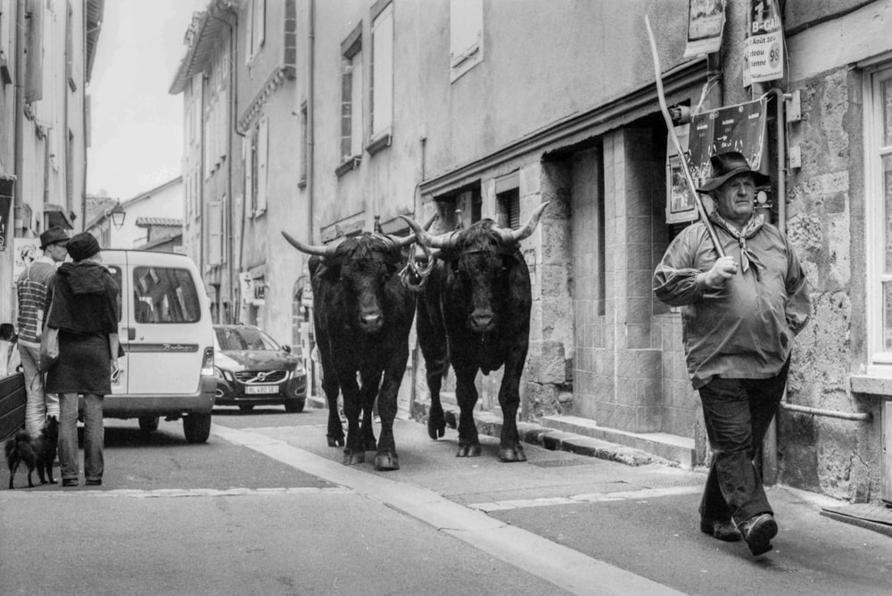 man walking in front of buffalo