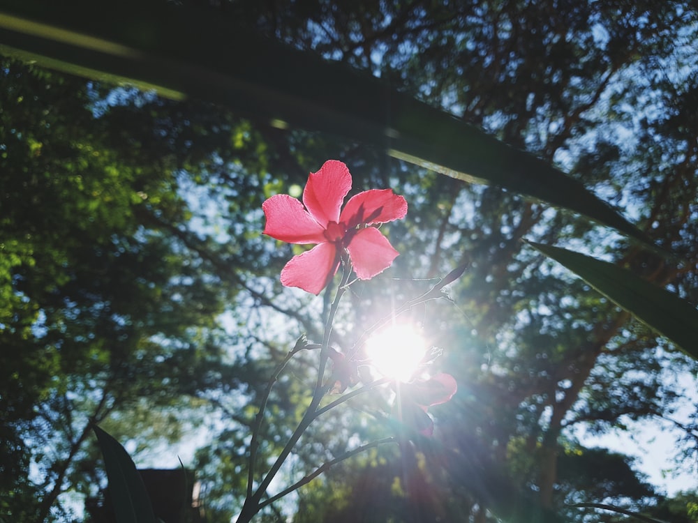 red flower under green tree branches during day