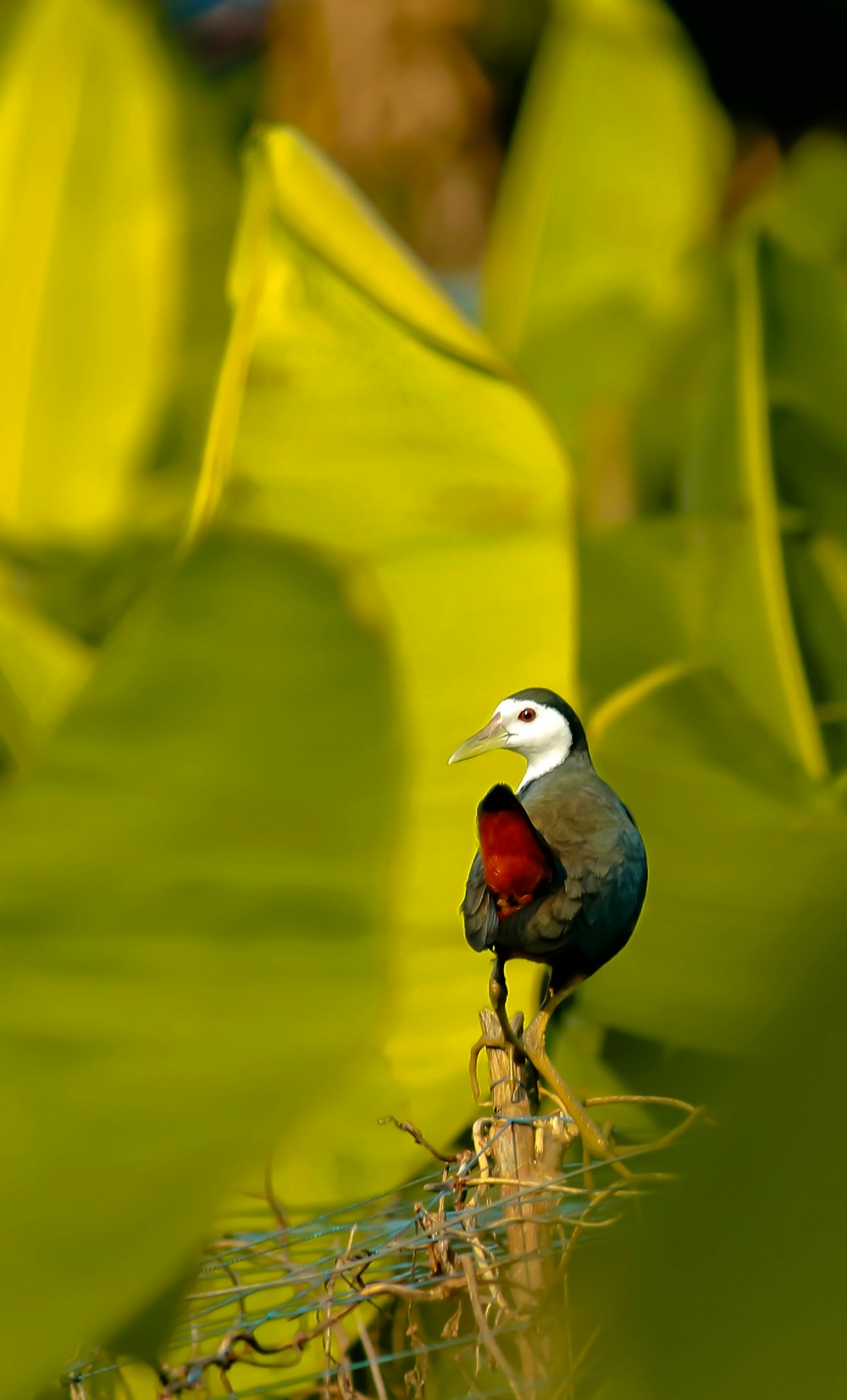 grey and red bird