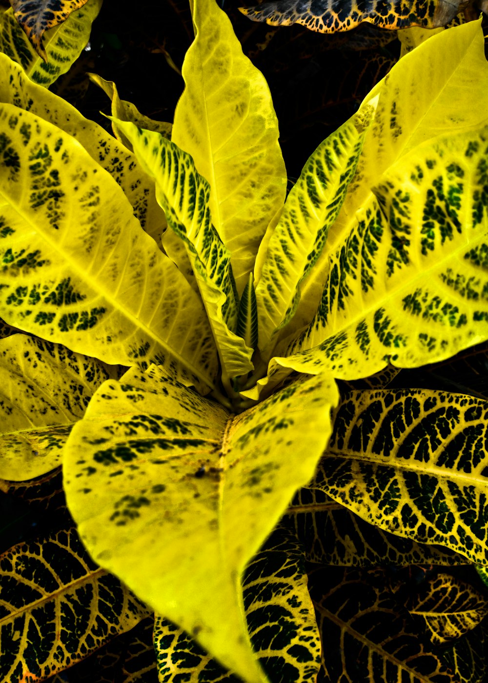 yellow leafed plant