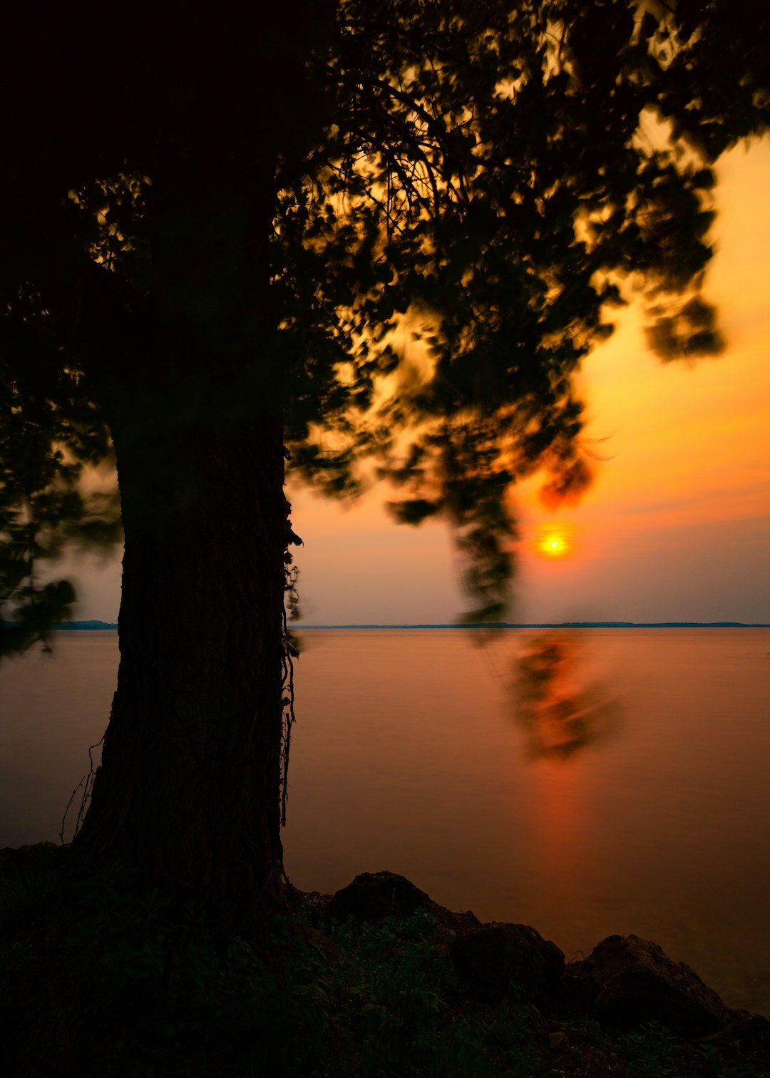 silhouette photography of tree