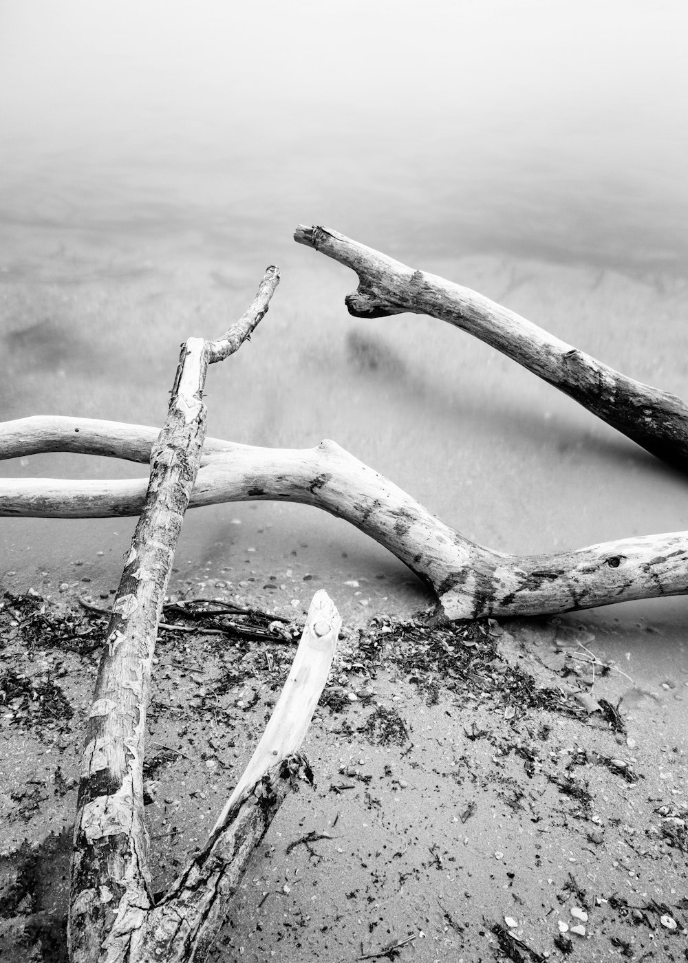 Una foto en blanco y negro de madera flotante en la playa