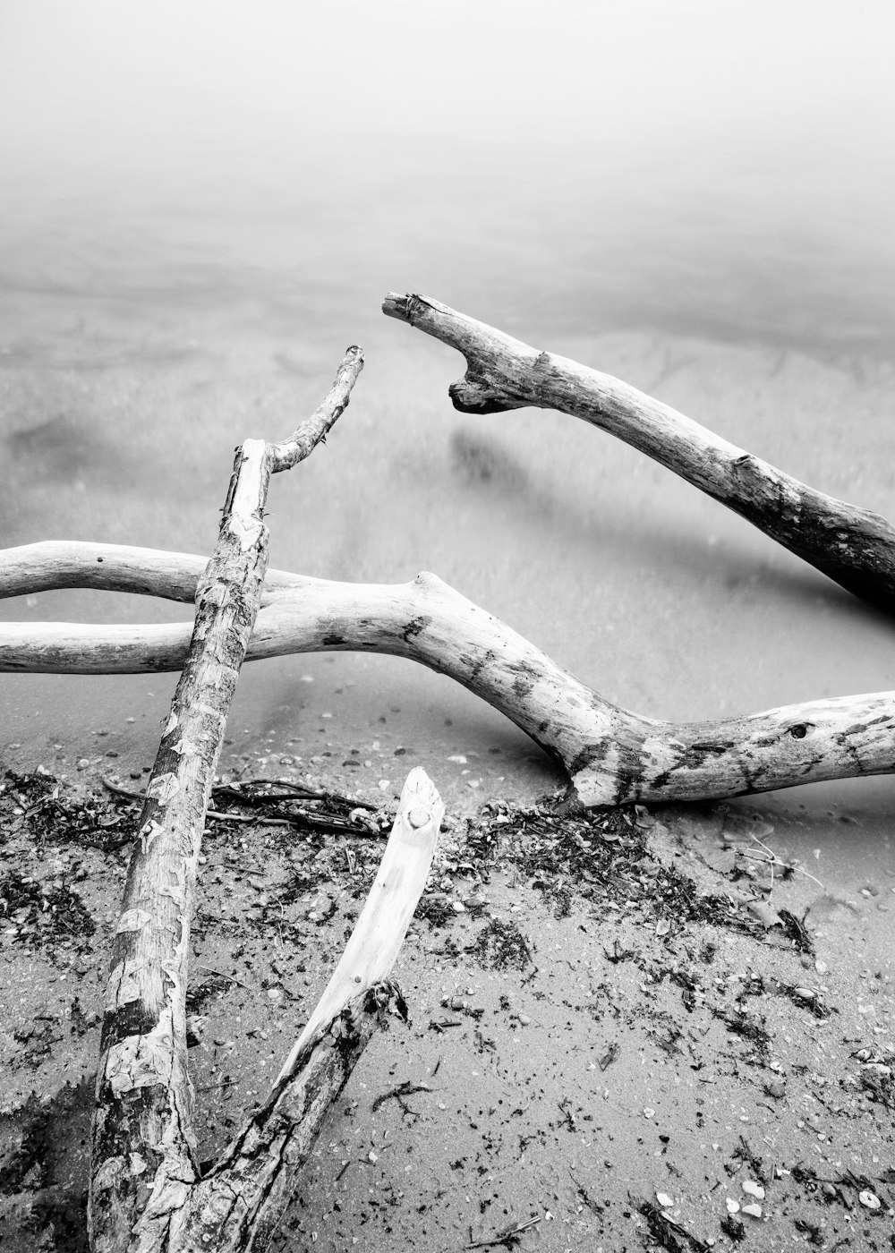 Une photo en noir et blanc de bois flotté sur la plage