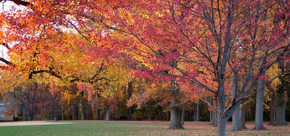 maple trees showing green field