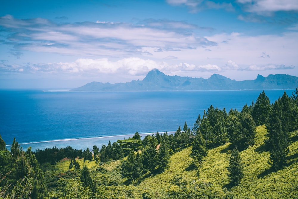 trees on mountain near ocean