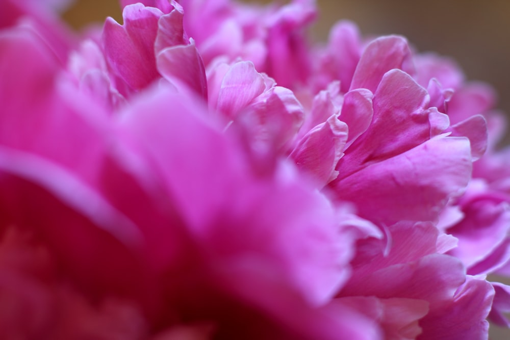 pink petaled flowers