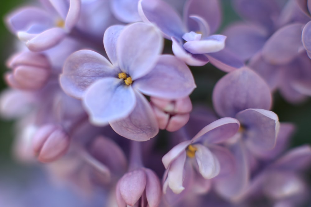 purple petaled flower