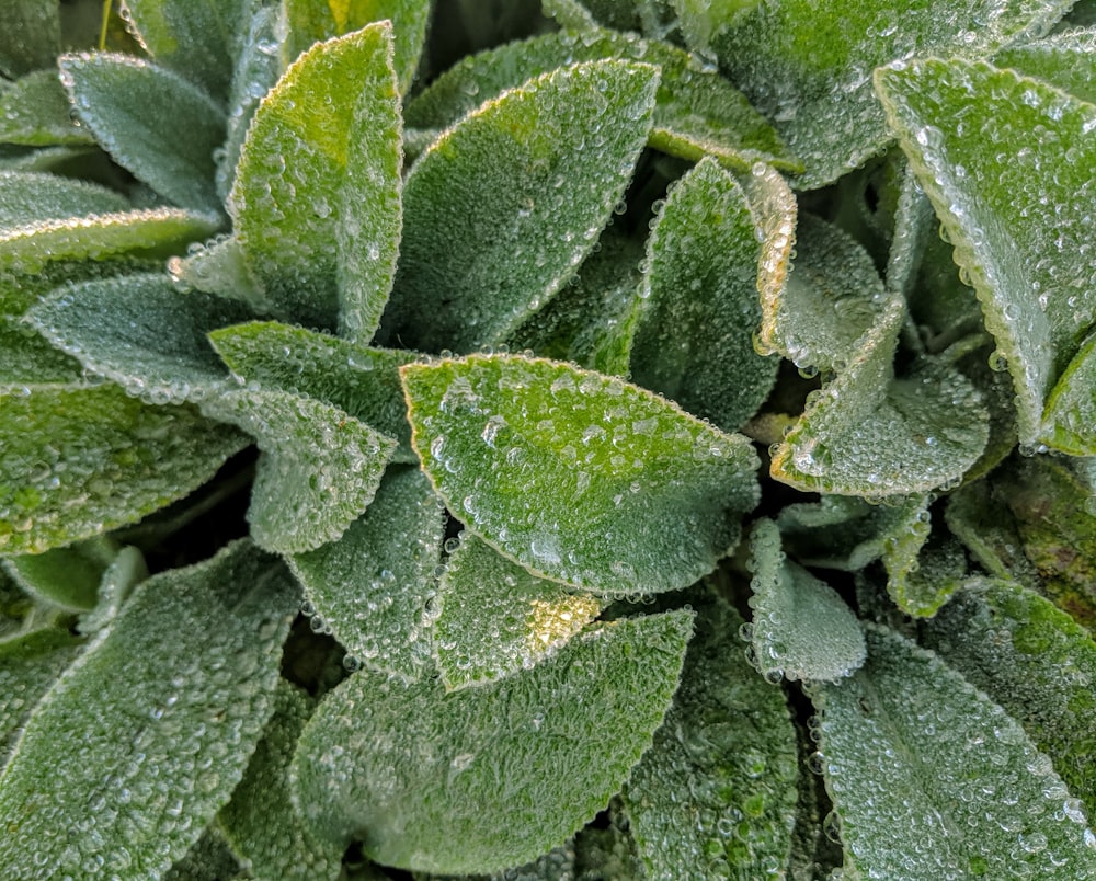 green succulents