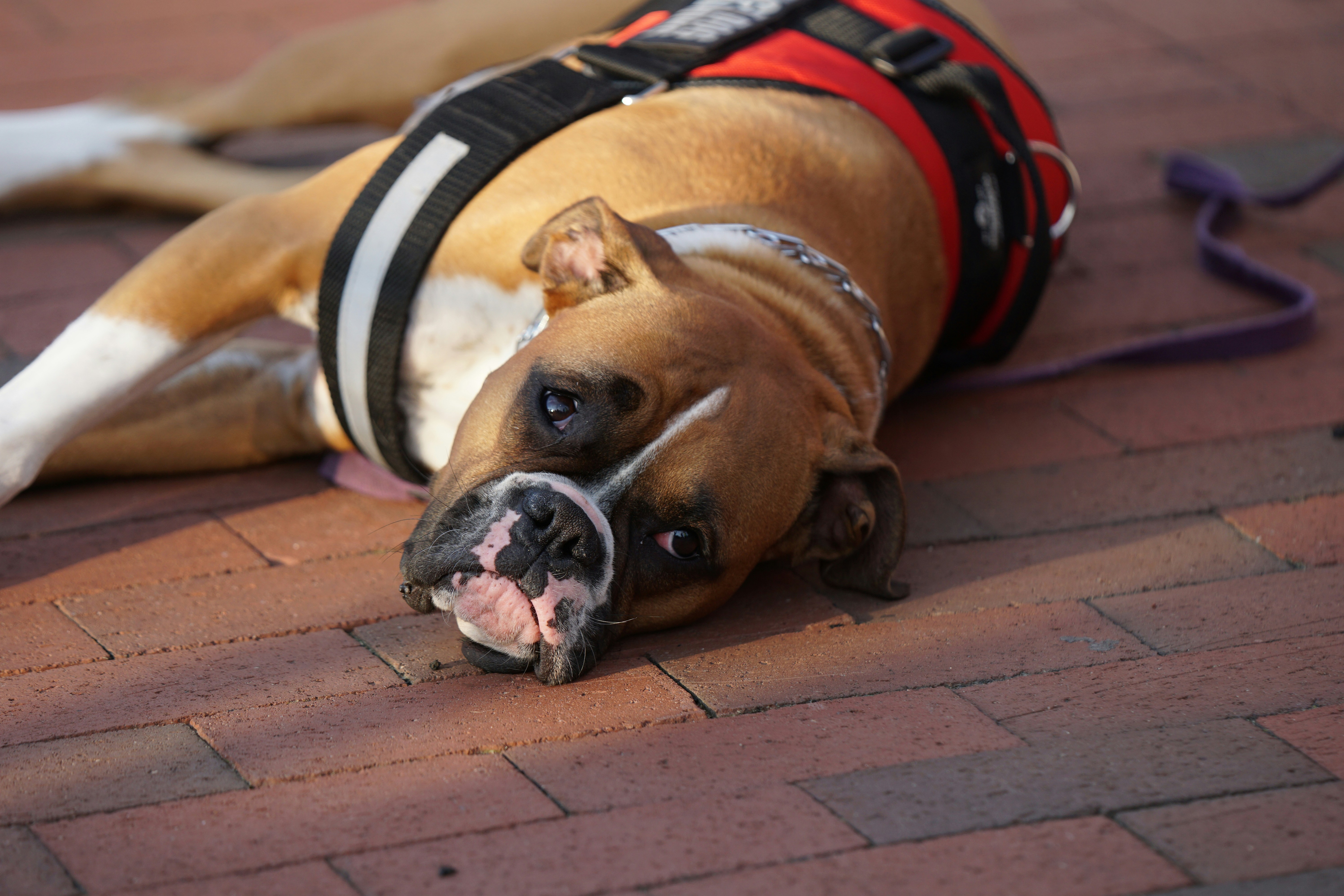 dog lying on pavement