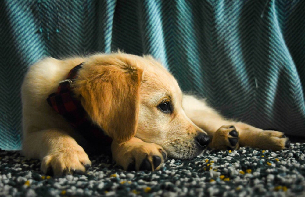 beige puppy lying on ground