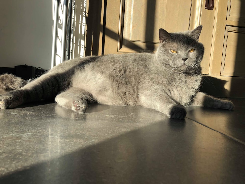 grey russian cat