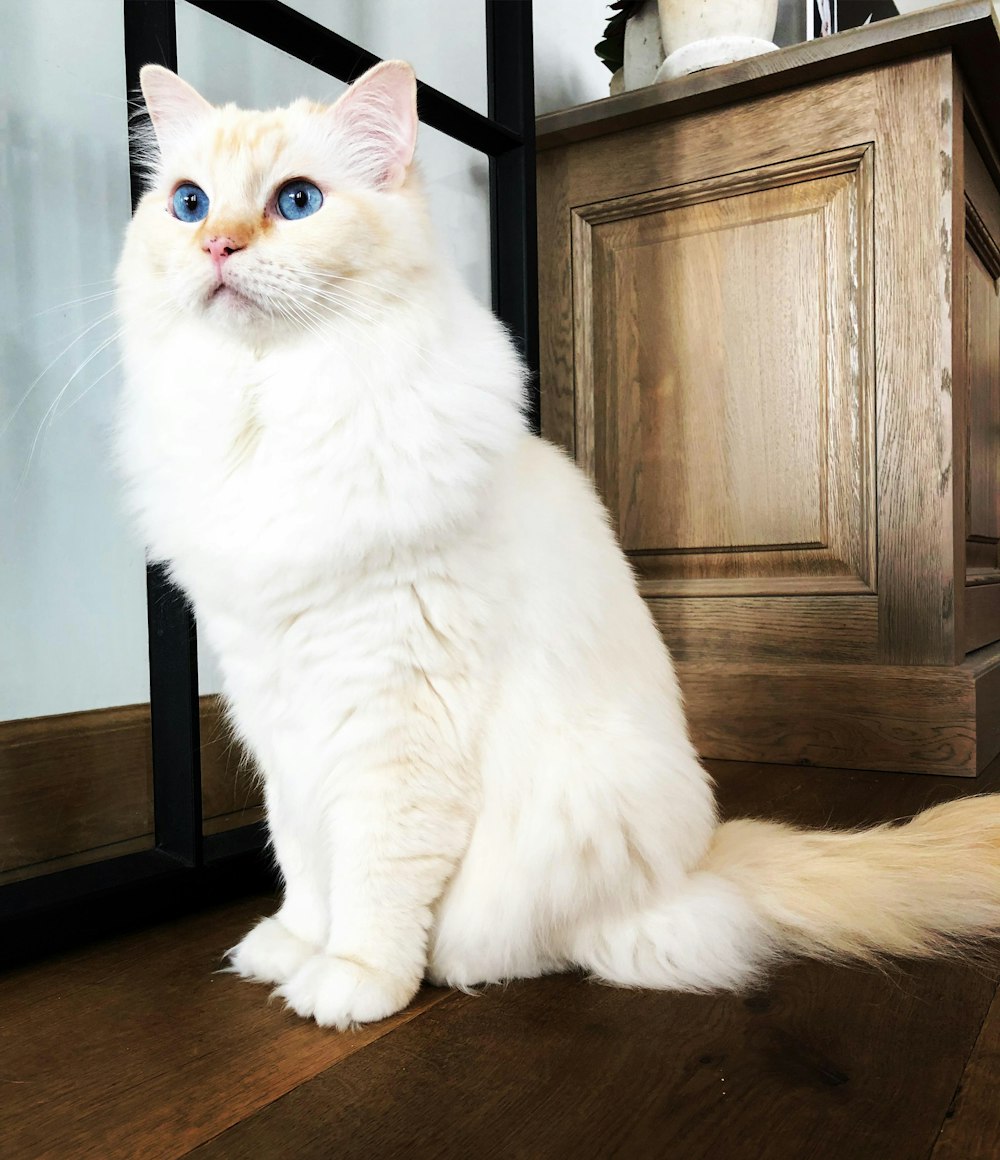 beige cat with blue eyes near cabinet