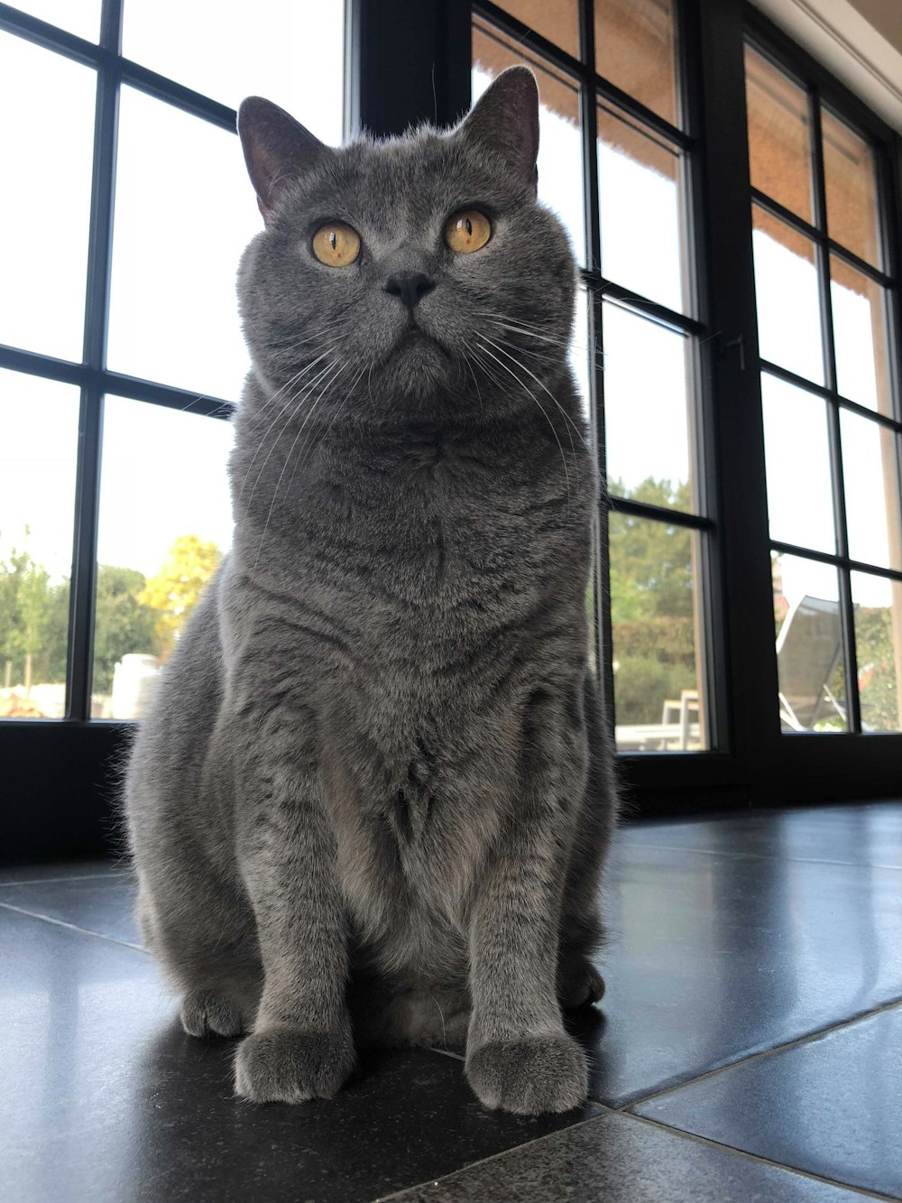 gatto grigio sul pavimento