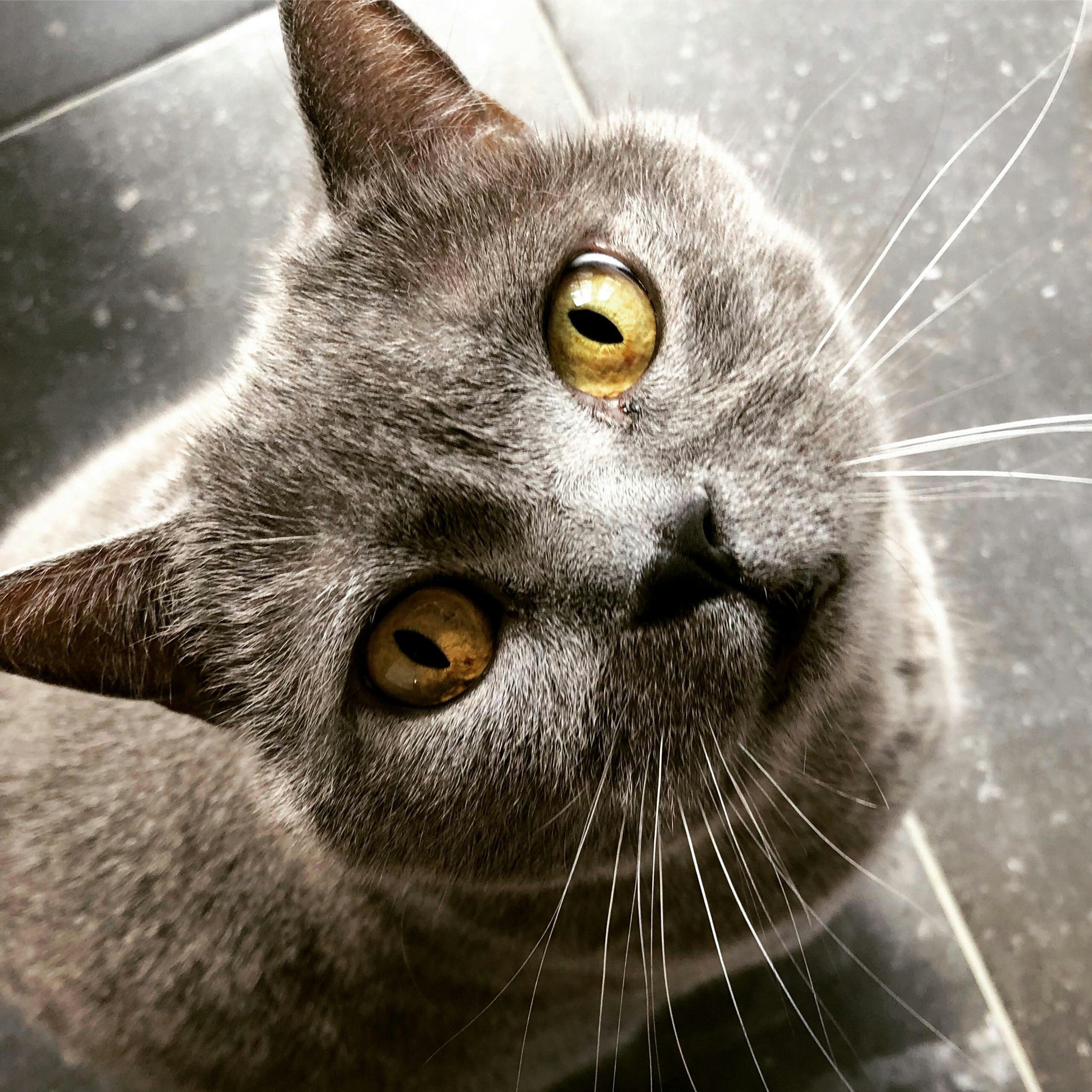 Chartreux: The Quiet Companion (image credits: unsplash)