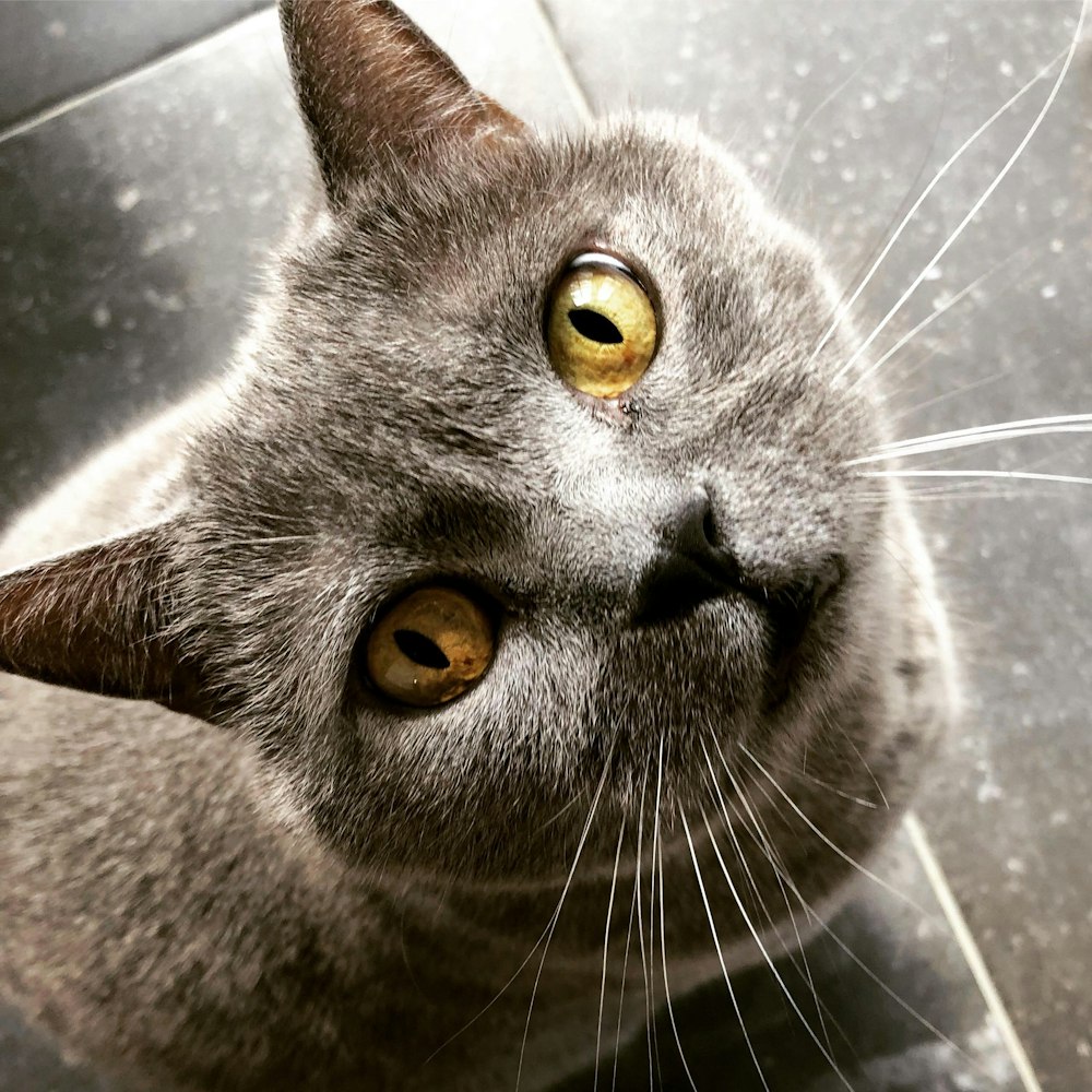 gatto grigio