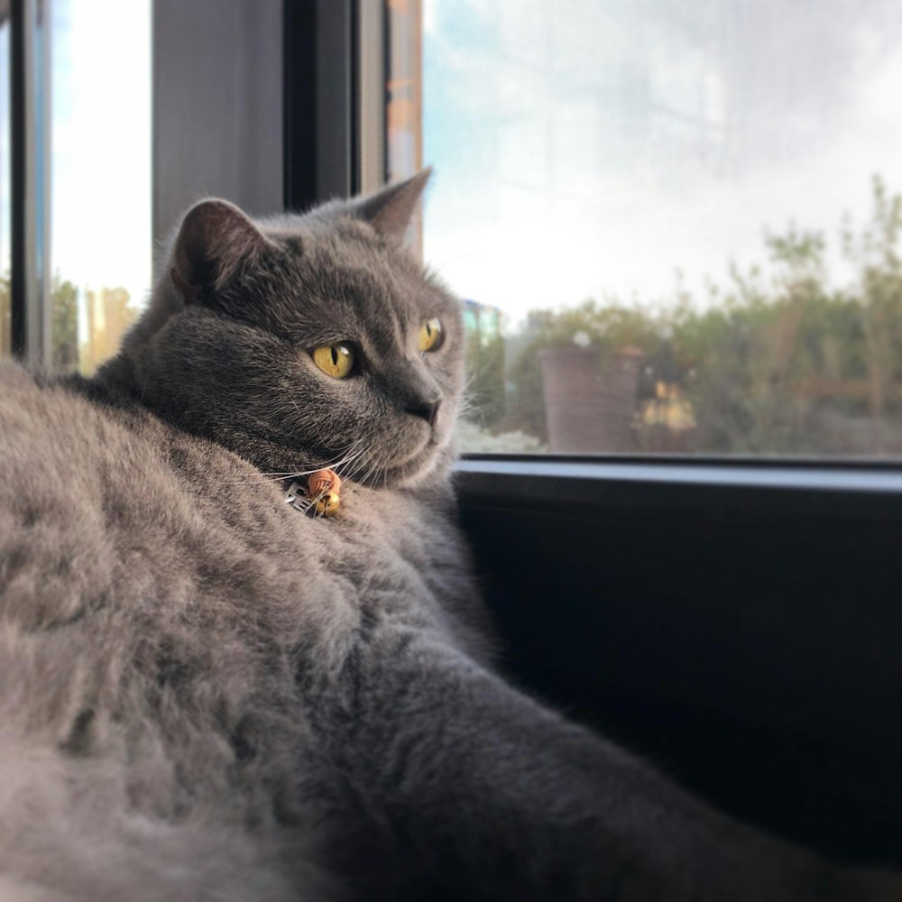 gray cat beside glass window