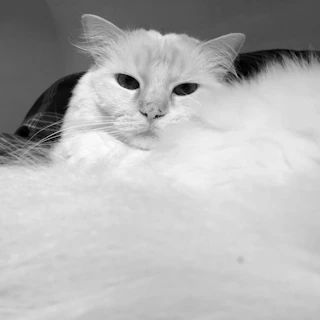 A fluffy cat curled up in a cozy barn corner, eyes half-closed with trust.