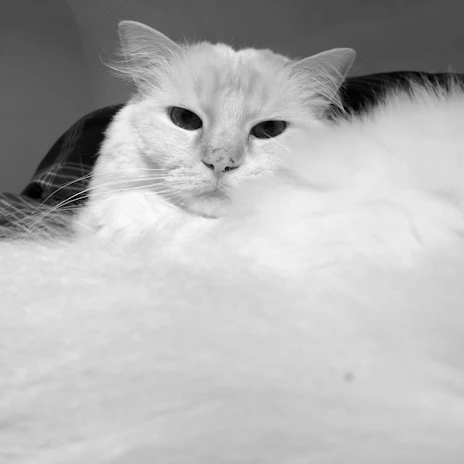 A fluffy cat curled up in a cozy barn corner, eyes half-closed with trust.