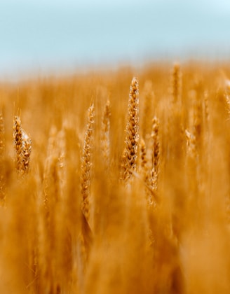 field of wheat