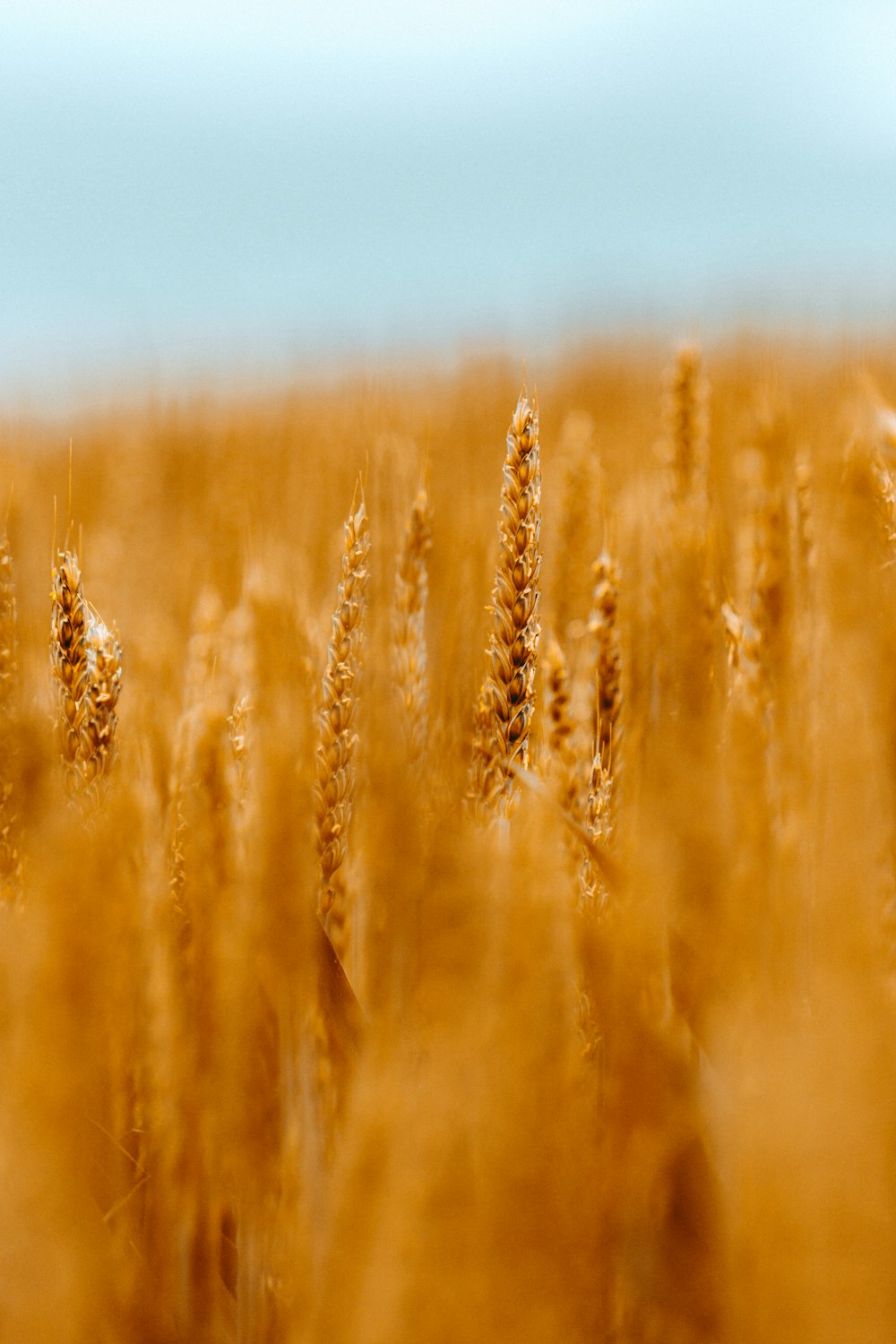 field of wheat