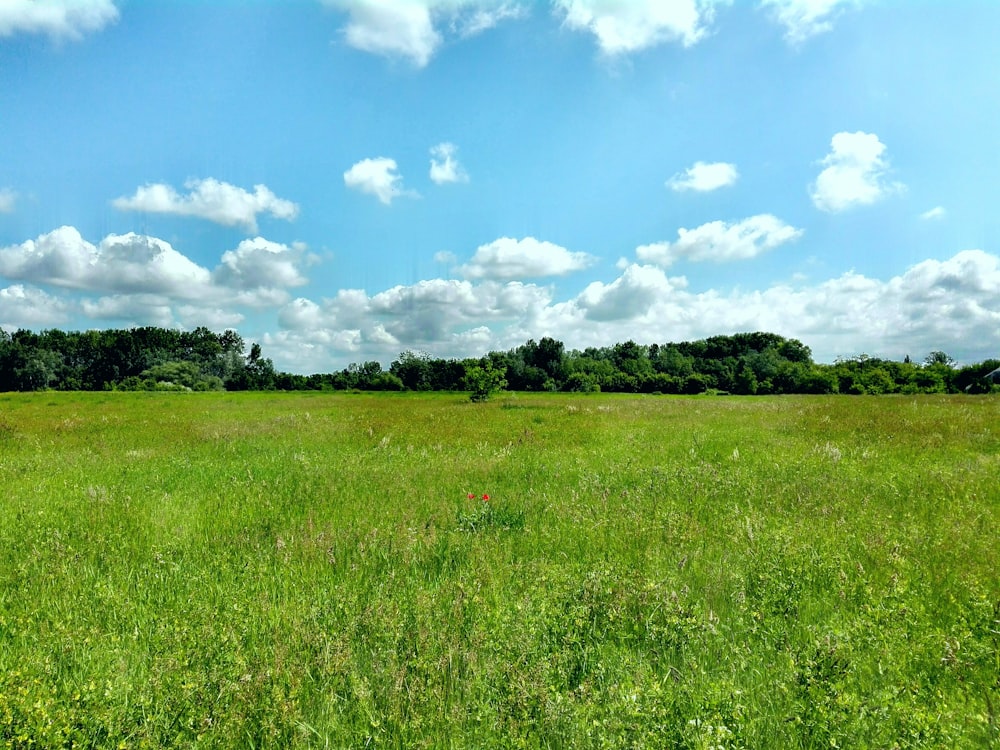 grass and tree covered field during day