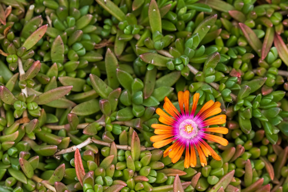 orange-petaled flower