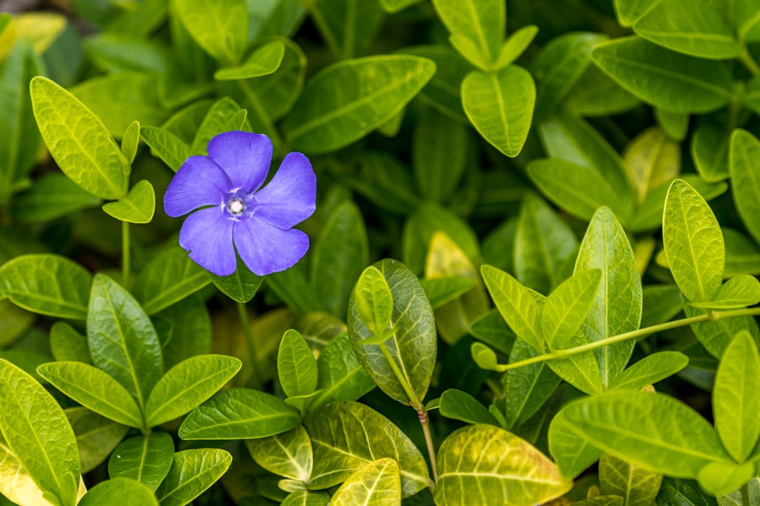 blue-petaled flower
