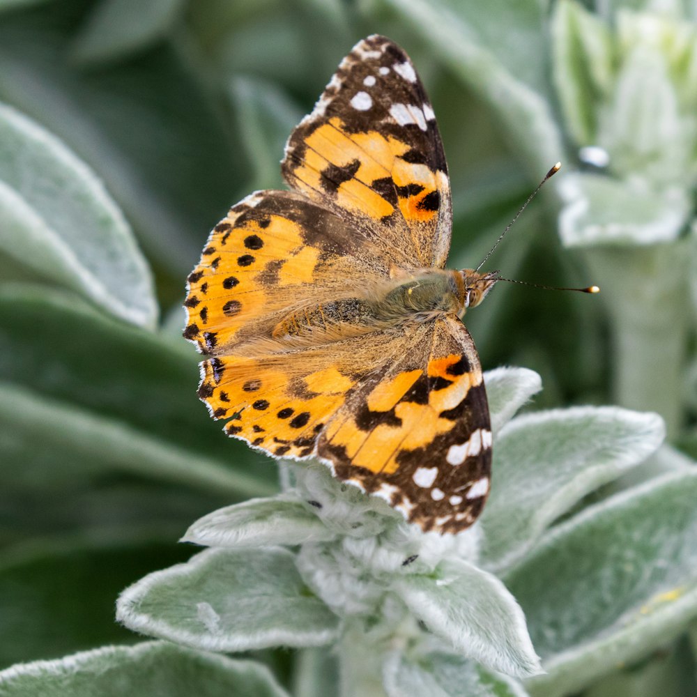 orange and brown butterfly on leaves