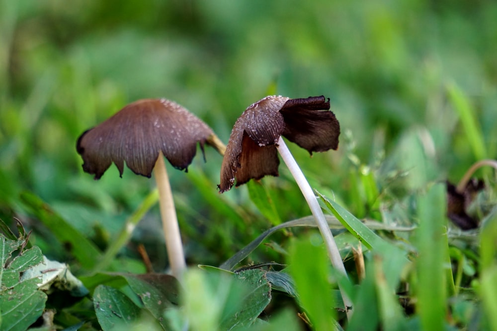 brown flower