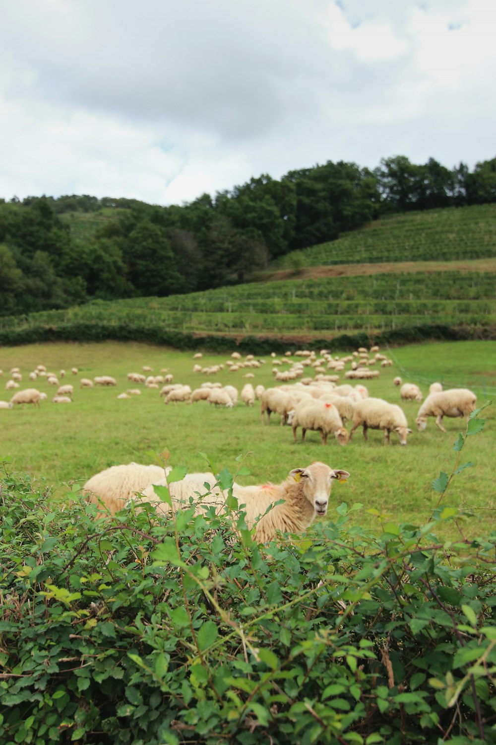 Rebanho de ovelhas em campo verde durante o dia