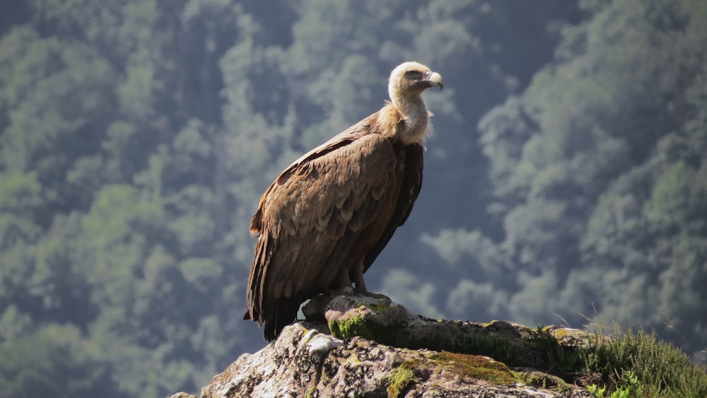 brown bird