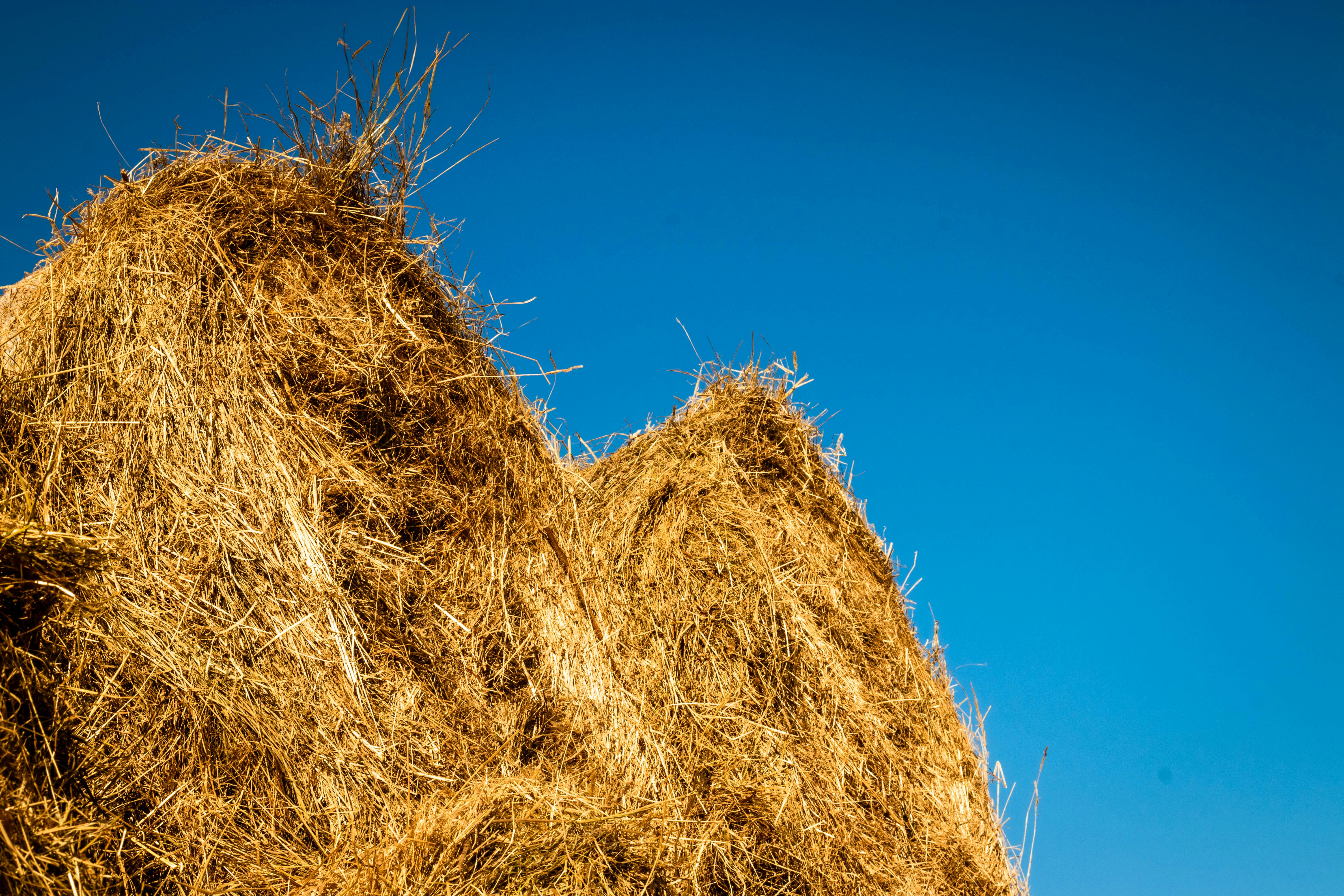 brown hay under clear blue sky straw zoom background