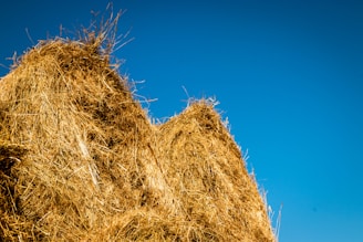 Close-up of golden alfalfa hay bales stacked neatly in a sunlit barn.