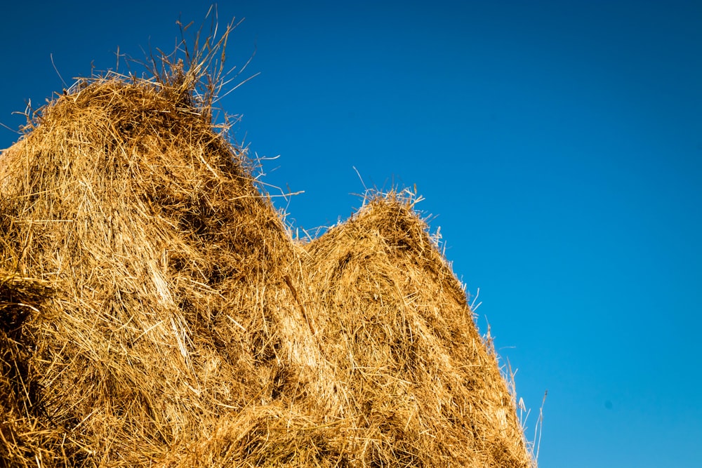 brown hay under clear blue sky