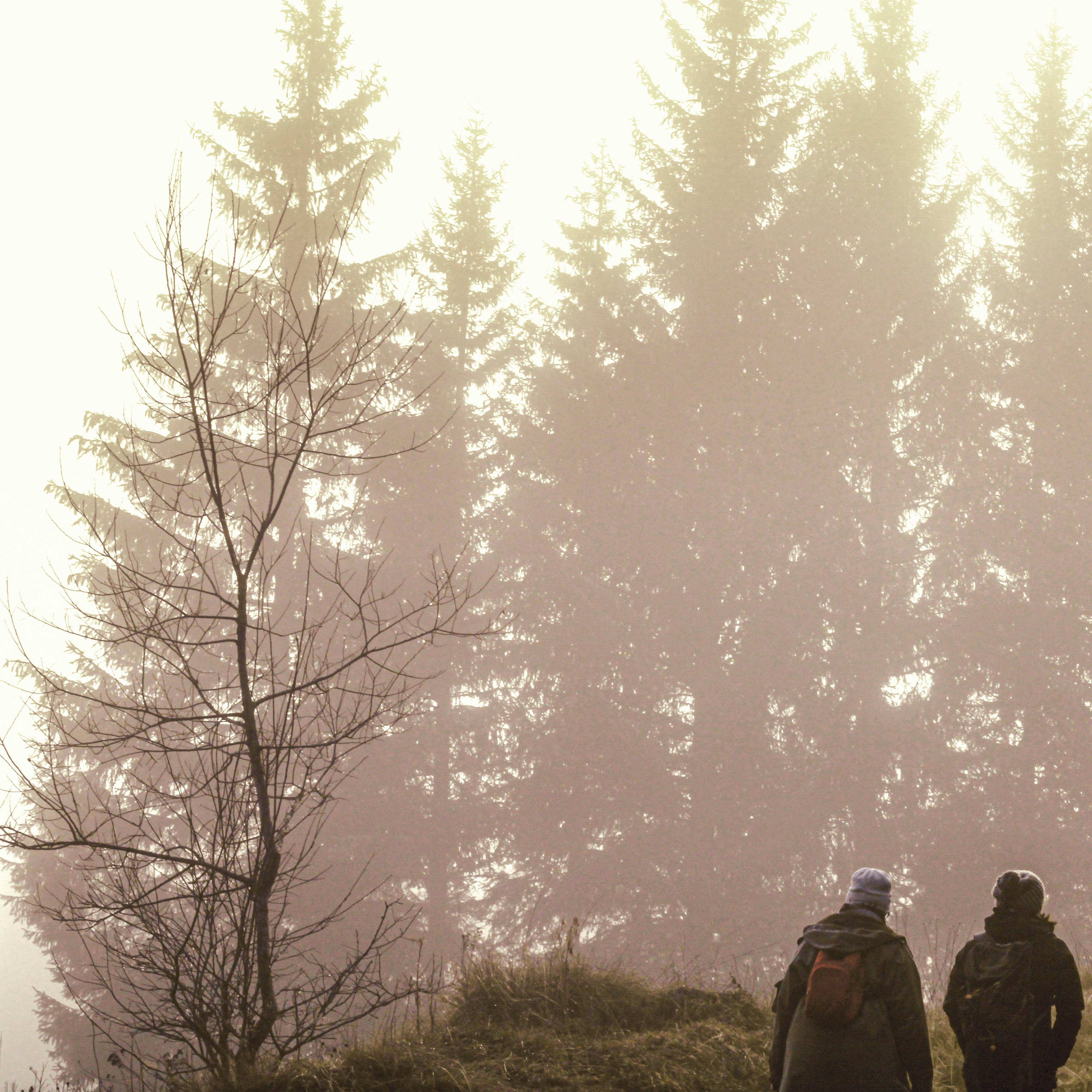 two person walking on the forest