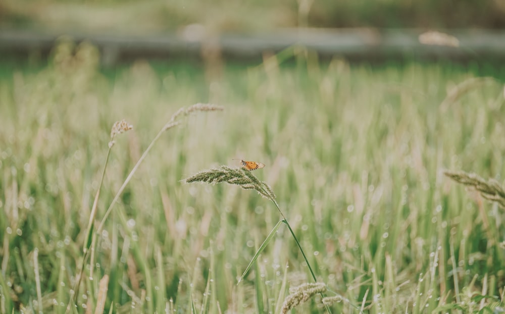 green grass field