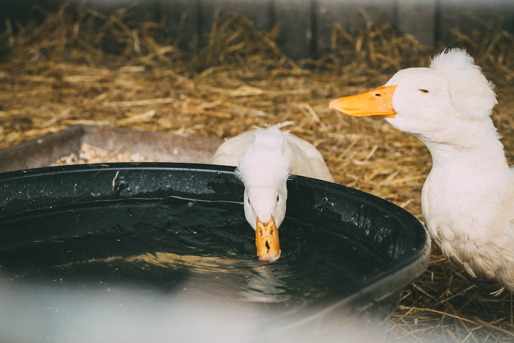 duck drinking water