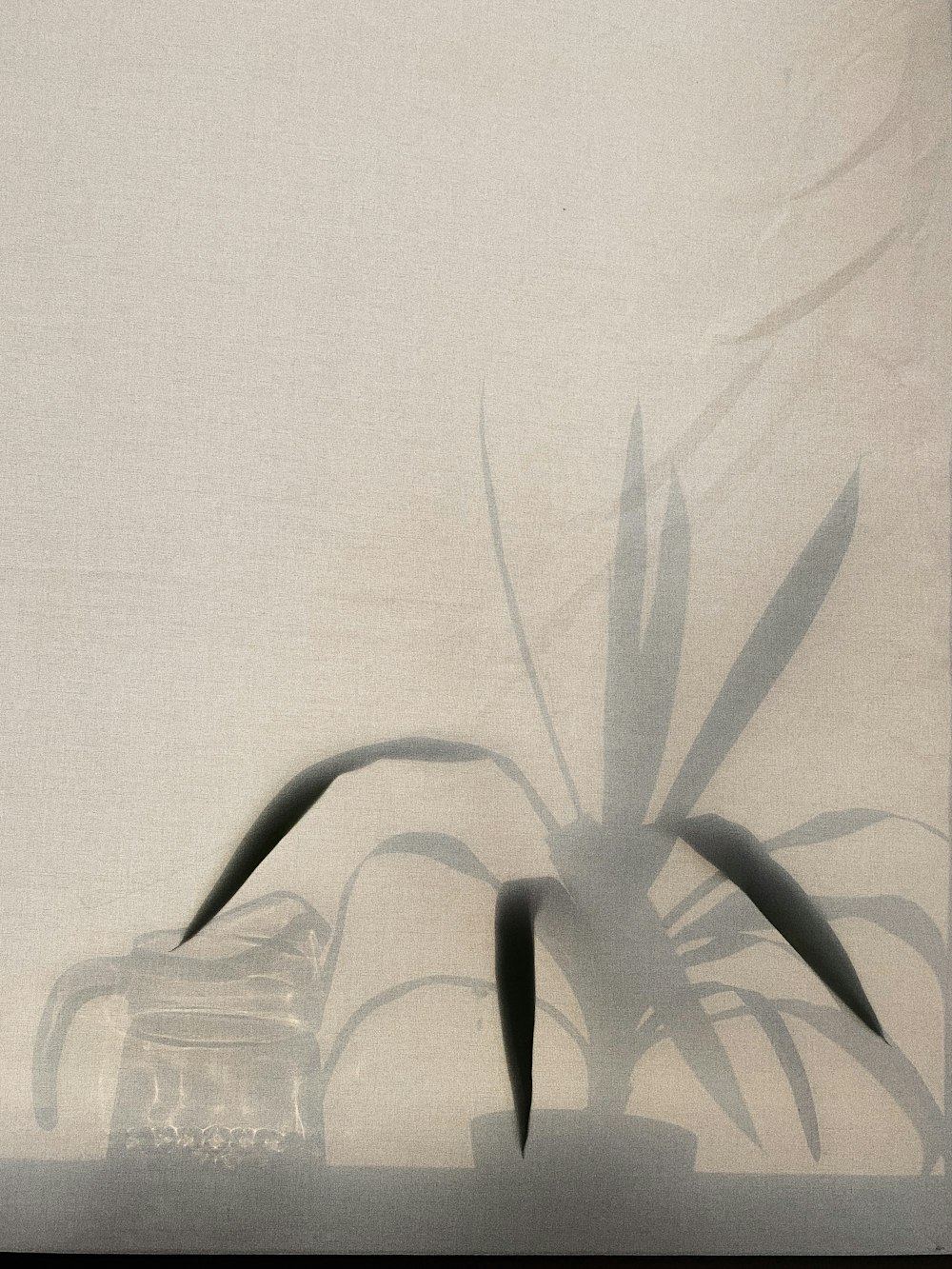 una sombra de una planta en una sábana blanca