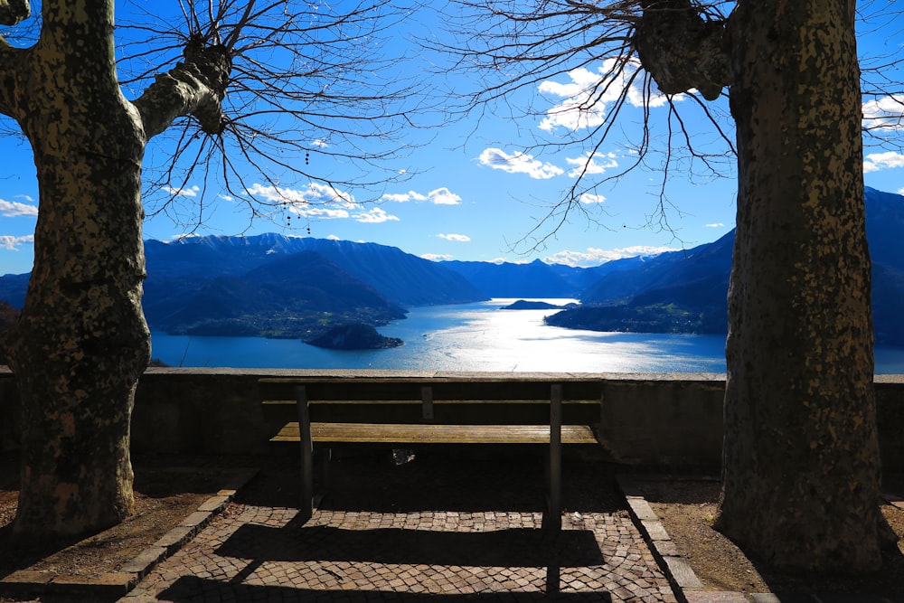 brown bench between trees